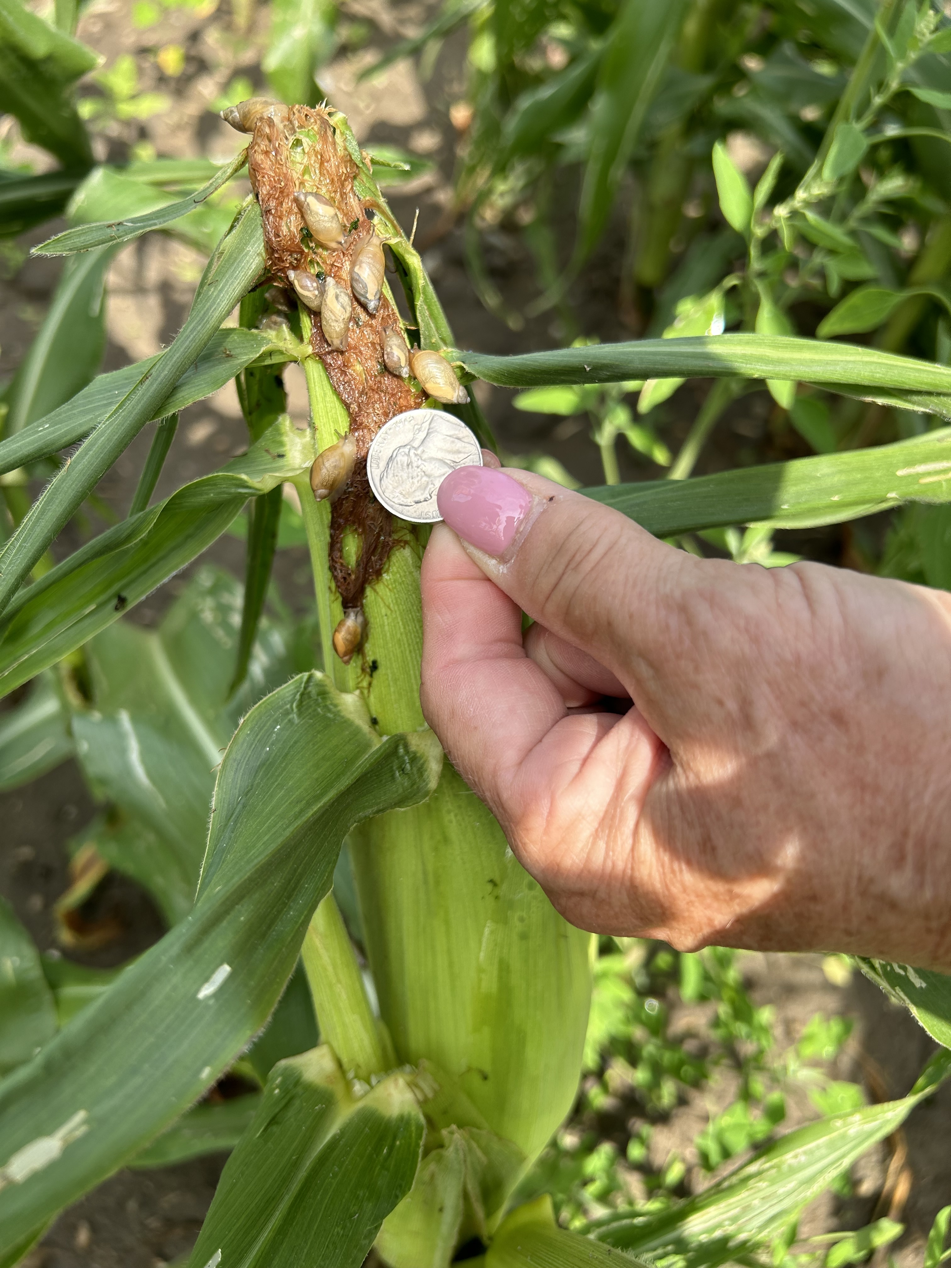 Snail on corn.jpg